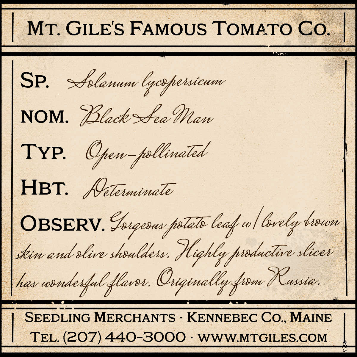 Depiction of a weathered vintage Mt. Gile's Famous Tomato Company specimen label with the following description:
Black Sea Man - Gorgeous potato leaf with lovely brown skin and olive shoulders. Highly productive slicer has wonderful flavor. Originally from Russia.