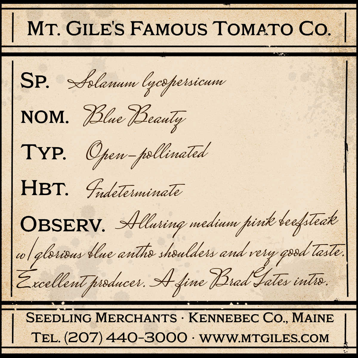 Depiction of a weathered vintage Mt. Gile's Famous Tomato Company specimen label with the following description:
Blue Beauty - Alluring medium pink beefsteak with glorious blue anthocyanin shoulders and very good taste. Excellent producer. A fine Brad Gates intro.
