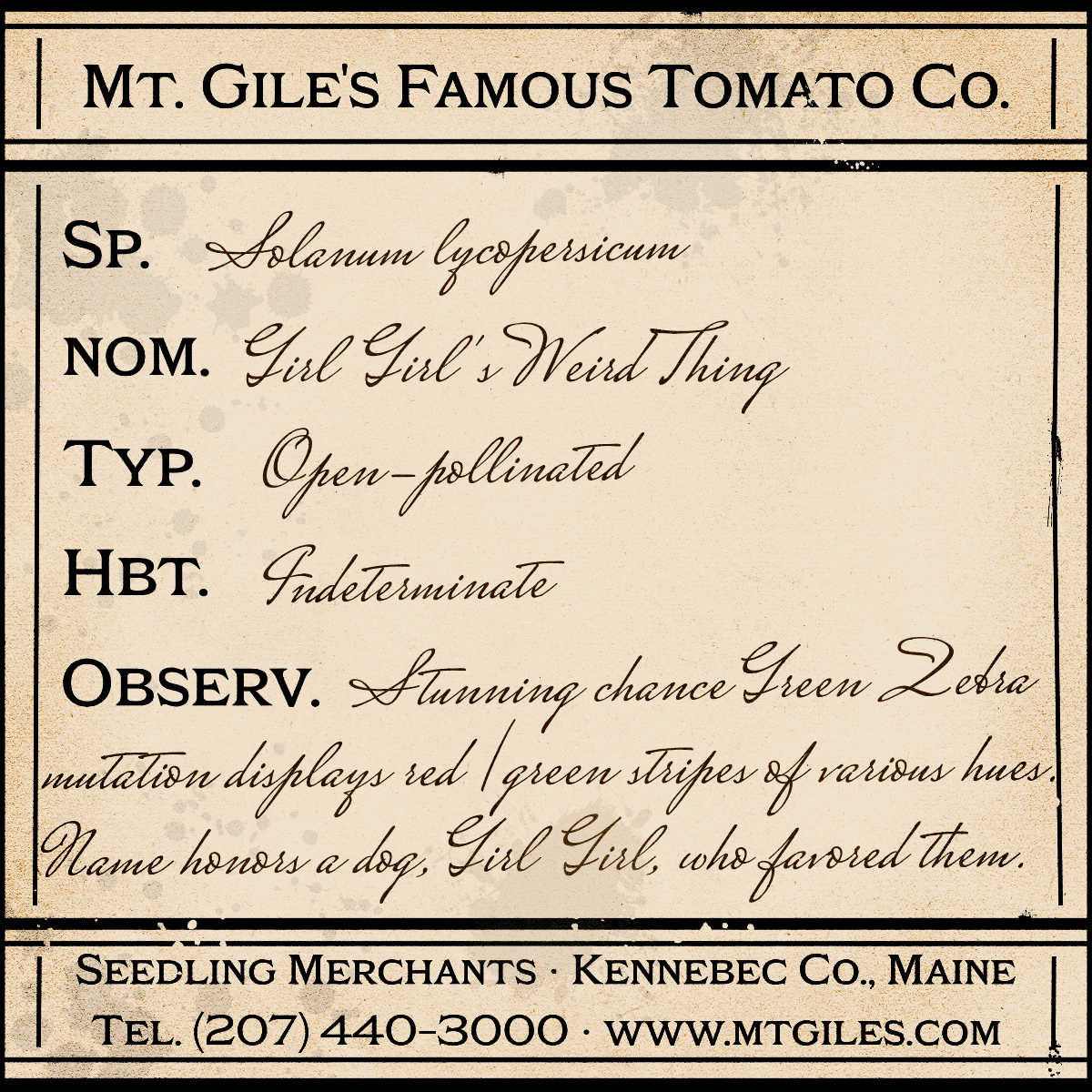 Depiction of a weathered vintage Mt. Gile's Famous Tomato Company specimen label with the following description:
Girl Girl's Weird Thing - Stunning chance Green Zebra mutation displays red/green stripes of various hues. Name honors a dog, Girl Girl, who favored them.