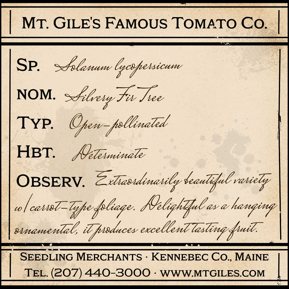 Depiction of a weathered vintage Mt. Gile's Famous Tomato Company specimen label with the following description:
Silvery Fir Tree - Extraordinarily beautiful variety with carrot-type foliage. Delightful as a hanging ornamental, it produces excellent tasting fruit.