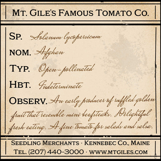 Depiction of a weathered vintage Mt. Gile's Famous Tomato Company specimen label with the following description: 

Afghan - An early producer of ruffled golden fruit that resemble mini beefsteaks. Delightful fresh eating. A fine tomato for salads and salsa.