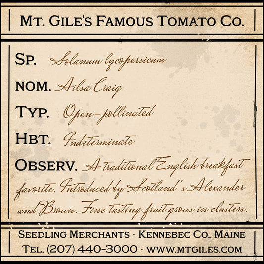 Depiction of a weathered vintage Mt. Gile's Famous Tomato Company specimen label with the following description: 

Ailsa Craig - A traditional English breakfast favorite. Introduced by Scotland’s Alexander and Brown. Fine tasting fruit grows in clusters.