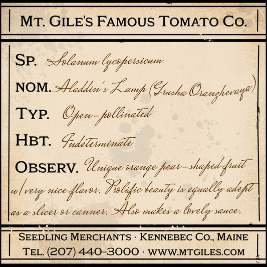 Depiction of a weathered vintage Mt. Gile's Famous Tomato Company specimen label with the following description: 

Aladdin's Lamp - Unique orange pear-shaped fruit with very nice flavor. Prolific beauty is equally adept as a slicer or canner. Also makes a lovely sauce.