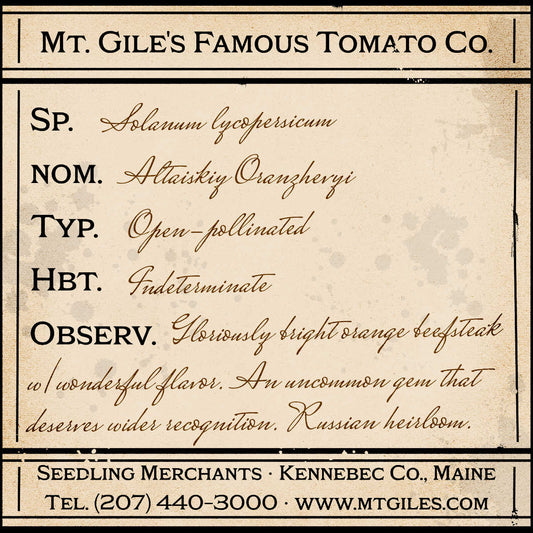 Depiction of a weathered vintage Mt. Gile's Famous Tomato Company specimen label with the following description: 

Altaiskiy Oranzhevi - Gloriously bright orange beefsteak with wonderful flavor. An uncommon gem that deserves wider recognition. Russian heirloom.