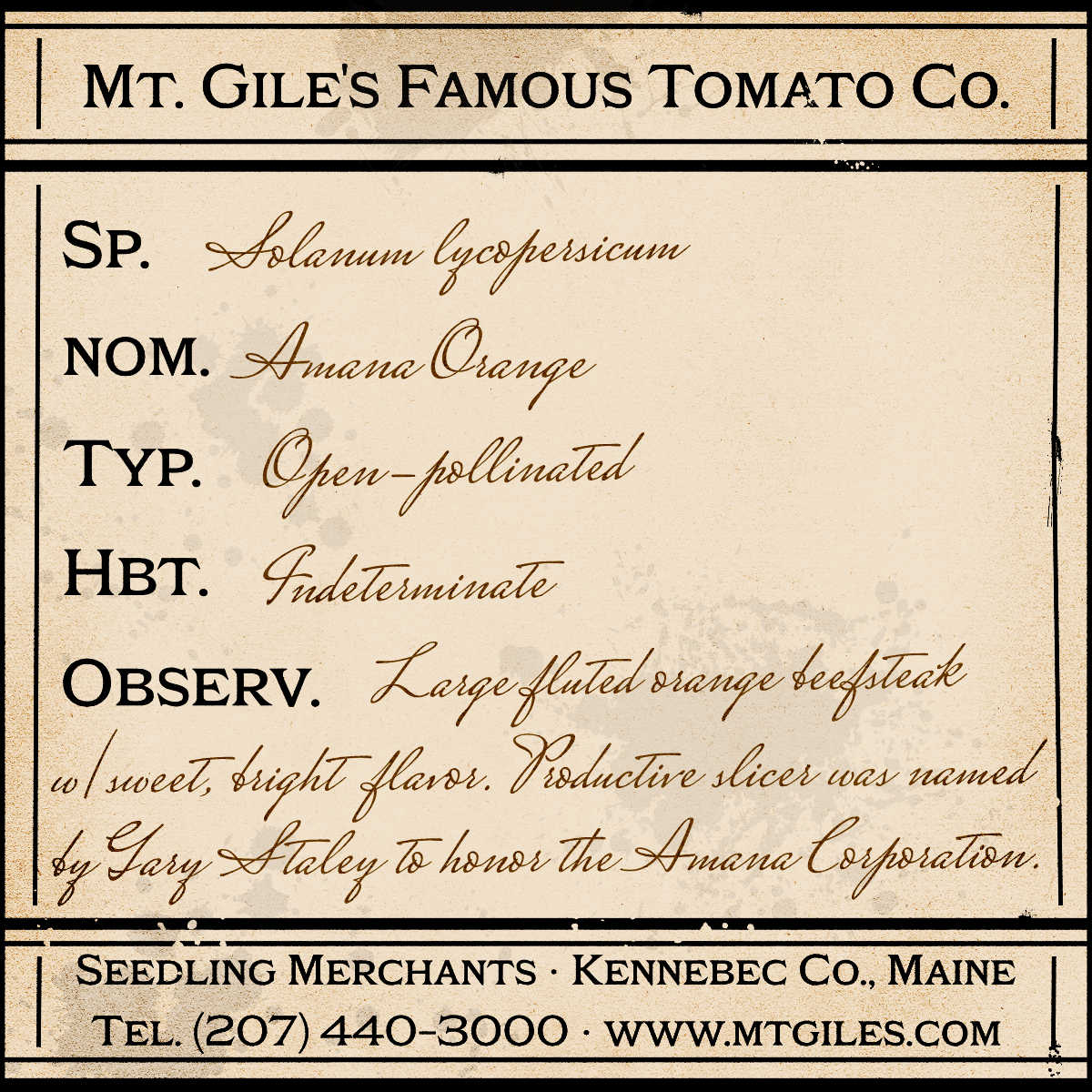 Depiction of a weathered vintage Mt. Gile's Famous Tomato Company specimen label with the following description: 

Amana Orange - Large fluted orange beefsteak with fine, bright flavor. Productive slicer was named by Gary Staley to honor the Amana Corporation.