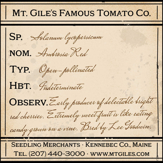 Depiction of a weathered vintage Mt. Gile's Famous Tomato Company specimen label with the following description: 

Ambrosia Red - Early producer of delectable bright red cherries. Extremely sweet fruit is like eating candy grown on a vine. Bred by Lee Goodwin.