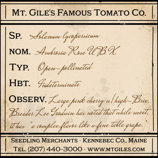 Depiction of a weathered vintage Mt. Gile's Famous Tomato Company specimen label with the following description: 

Ambrosia Rose UBX - Large pink cherry with high-Brix. Breeder Lee Goodwin has noted that while sweet, it has "a complex flavor like a fine table grape."
