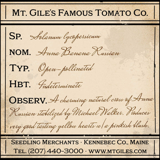 Depiction of a weathered vintage Mt. Gile's Famous Tomato Company specimen label with the following description: 

Anna Banana Russian - A charming natural cross of Anna Russian stabilized by Michael Walker. Produces very good tasting yellow hearts with a pinkish blush.