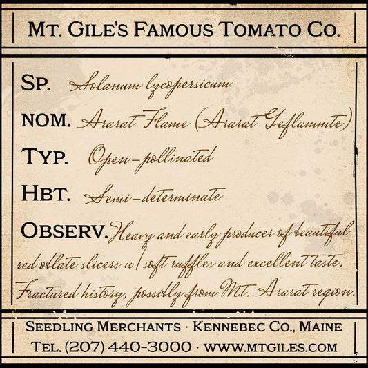 Depiction of a weathered vintage Mt. Gile's Famous Tomato Company specimen label with the following description: 

Ararat Flame - Heavy and early producer of beautiful red oblate slicers with soft ruffles and excellent taste. Fractured history, possibly from Mt. Ararat region.