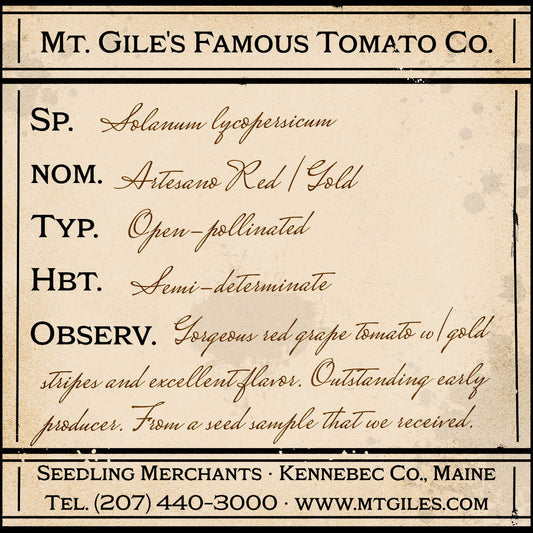 Depiction of a weathered vintage Mt. Gile's Famous Tomato Company specimen label with the following description: 

Artesano Red/Gold - Gorgeous red grape tomato with gold stripes and excellent flavor. Outstanding early producer. From a seed sample that we received.