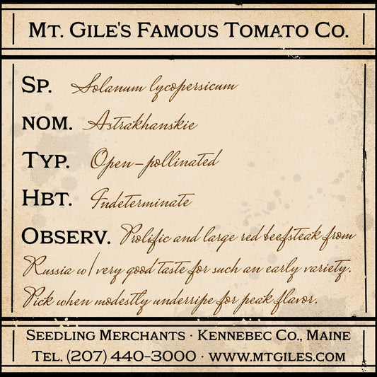 Depiction of a weathered vintage Mt. Gile's Famous Tomato Company specimen label with the following description: 

Astrakhanskie - Prolific and large red beefsteak from Russia with uncommonly good taste for such an early variety. Pick when modestly underripe for peak flavor.