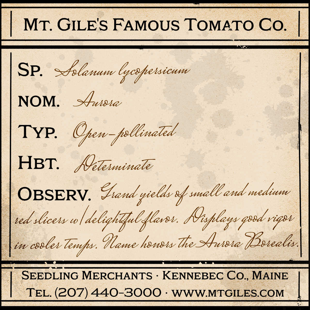Depiction of a weathered vintage Mt. Gile's Famous Tomato Company specimen label with the following description: 

Aurora - Grand yields of small and medium red slicers with delightful flavor. Displays good vigor in cooler temps. Name honors the Aurora Borealis.