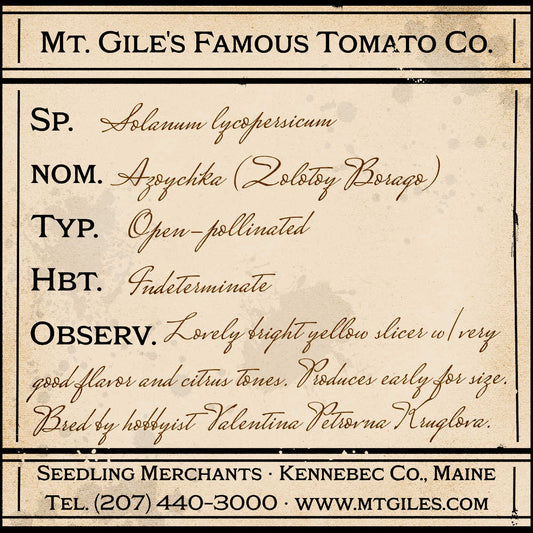 Depiction of a weathered vintage Mt. Gile's Famous Tomato Company specimen label with the following description: 

Azoychka - Lovely bright yellow slicer with very good flavor and citrus tones. Produces early for size. Bred by hobbyist Valentina Petrovna Kruglova.