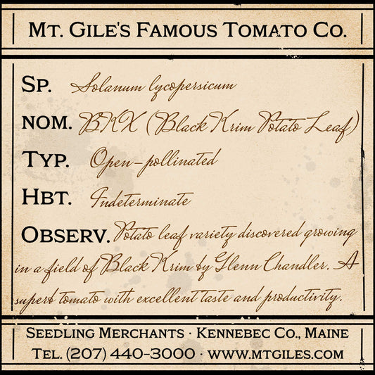 Depiction of a weathered vintage Mt. Gile's Famous Tomato Company specimen label with the following description: 

BKX (Black Krim Potato Leaf) - Potato leaf variety discovered growing in a field of Black Krim by Glenn Chandler. A superb tomato with excellent taste and productivity.