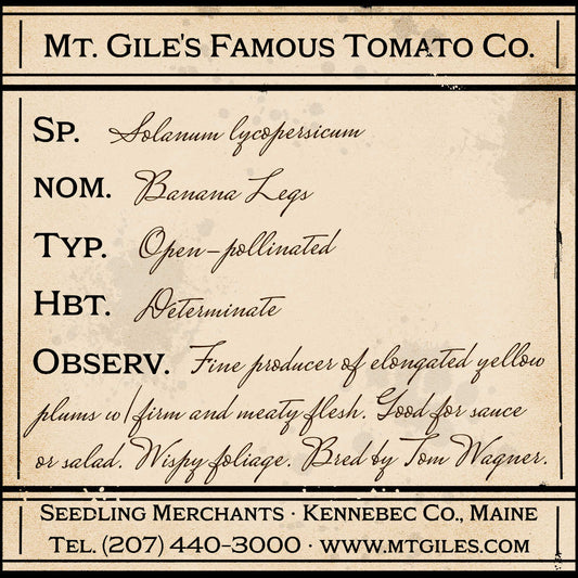 Depiction of a weathered vintage Mt. Gile's Famous Tomato Company specimen label with the following description: 

Banana Legs - Fine producer of elongated yellow plums with firm and meaty flesh. Good for sauce or salad. Wispy foliage. Bred by Tom Wagner.