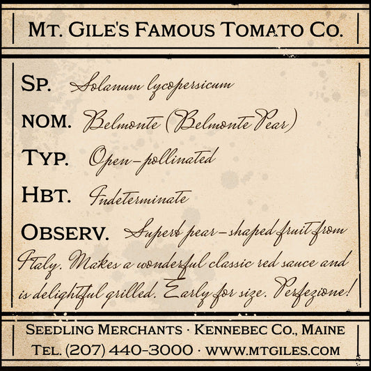 Depiction of a weathered vintage Mt. Gile's Famous Tomato Company specimen label with the following description: 

Belmonte Pear - Superb pear-shaped fruit from Italy. Makes a wonderful classic red sauce and is delightful grilled. Early for size. Perfezione!