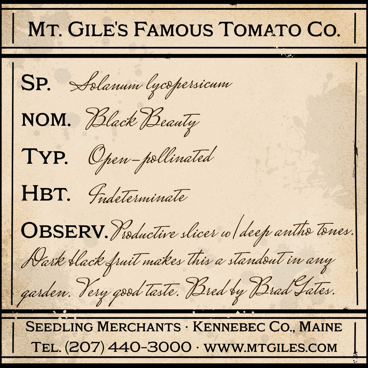 Depiction of a weathered vintage Mt. Gile's Famous Tomato Company specimen label with the following description: 

Black Beauty - Productive slicer with deep anthocyanin tones. Dark black fruit makes this a standout in any garden. Very good taste.  Bred by Brad Gates.