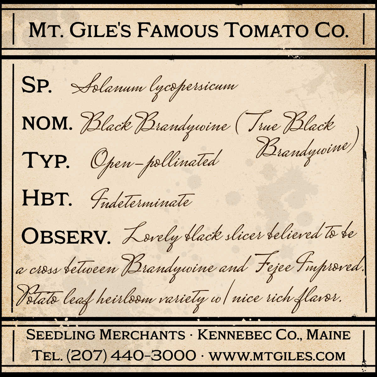 Depiction of a weathered vintage Mt. Gile's Famous Tomato Company specimen label with the following description: 

Black Brandywine - Lovely black slicer believed to be a cross between Brandywine and Fejee Improved. Potato leaf heirloom variety with nice rich flavor.