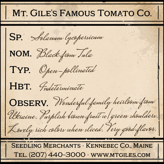Depiction of a weathered vintage Mt. Gile's Famous Tomato Company specimen label with the following description: 

Black from Tula - Wonderful family heirloom from Ukraine. Purplish brown fruit with green shoulders. Lovely rich colors when sliced. Very good flavor.