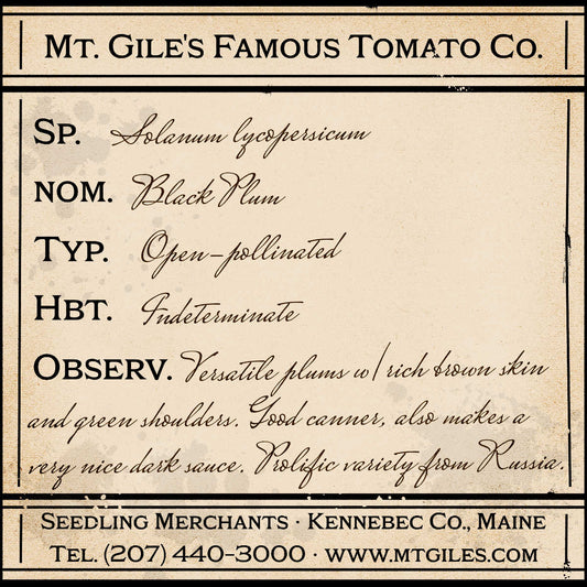 Depiction of a weathered vintage Mt. Gile's Famous Tomato Company specimen label with the following description: 

Black Plum - Versatile plums with rich brown skin and green shoulders. Good canner, also makes a very nice dark sauce. Prolific variety from Russia.