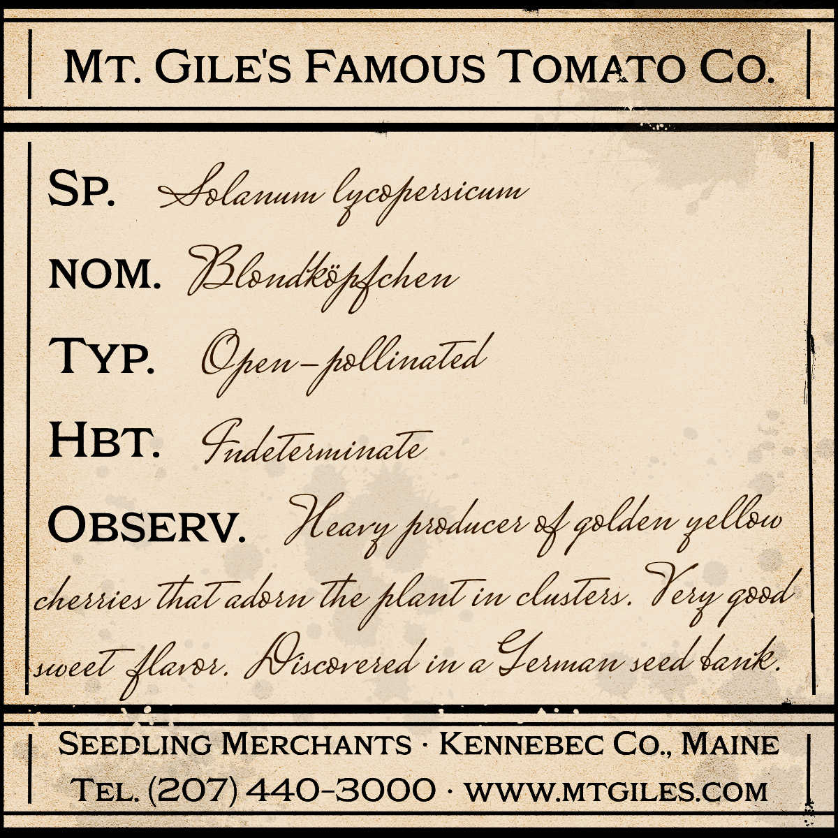 Depiction of a weathered vintage Mt. Gile's Famous Tomato Company specimen label with the following description: 

Blondköpfchen - Heavy producer of golden yellow cherries that adorn the plant in clusters. Very good sweet flavor. Discovered in a German seed bank.