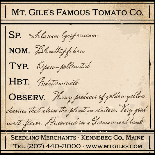 Depiction of a weathered vintage Mt. Gile's Famous Tomato Company specimen label with the following description: 

Blondköpfchen - Heavy producer of golden yellow cherries that adorn the plant in clusters. Very good sweet flavor. Discovered in a German seed bank.