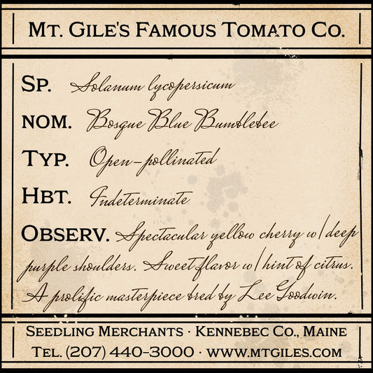 Depiction of a weathered vintage Mt. Gile's Famous Tomato Company specimen label with the following description: 

Bosque Blue Bumblebee - Spectacular yellow cherry with deep purple shoulders. Sweet flavor with a hint of citrus. A prolific masterpiece bred by Lee Goodwin.