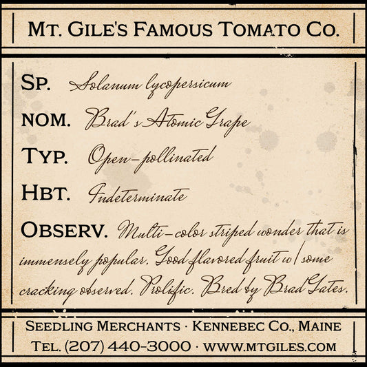Depiction of a weathered vintage Mt. Gile's Famous Tomato Company specimen label with the following description: 

Brad's Atomic Grape - Multi-color striped wonder that is immensely popular. Good flavored fruit with some cracking observed. Prolific. Bred by Brad Gates.