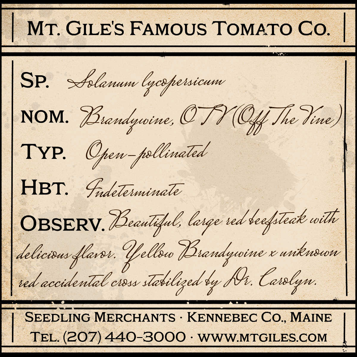 Depiction of a weathered vintage Mt. Gile's Famous Tomato Company specimen label with the following description: 

Brandywine, OTV - Beautiful, large red beefsteak with delicious flavor. Yellow Brandywine x unknown red accidental cross stabilized by Dr. Carolyn.