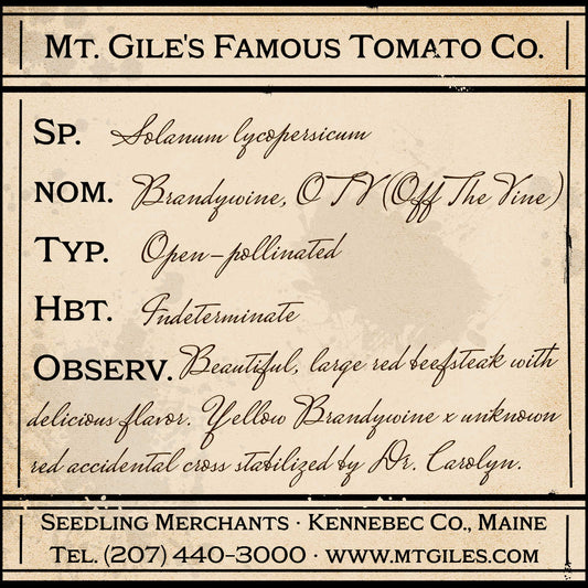 Depiction of a weathered vintage Mt. Gile's Famous Tomato Company specimen label with the following description: 

Brandywine, OTV - Beautiful, large red beefsteak with delicious flavor. Yellow Brandywine x unknown red accidental cross stabilized by Dr. Carolyn.