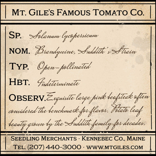 Depiction of a weathered vintage Mt. Gile's Famous Tomato Company specimen label with the following description: 

Brandywine, Suddith's Strain - Exquisite large pink beefsteak often considered the benchmark for flavor. Potato leaf beauty grown by the Suddith family for decades.