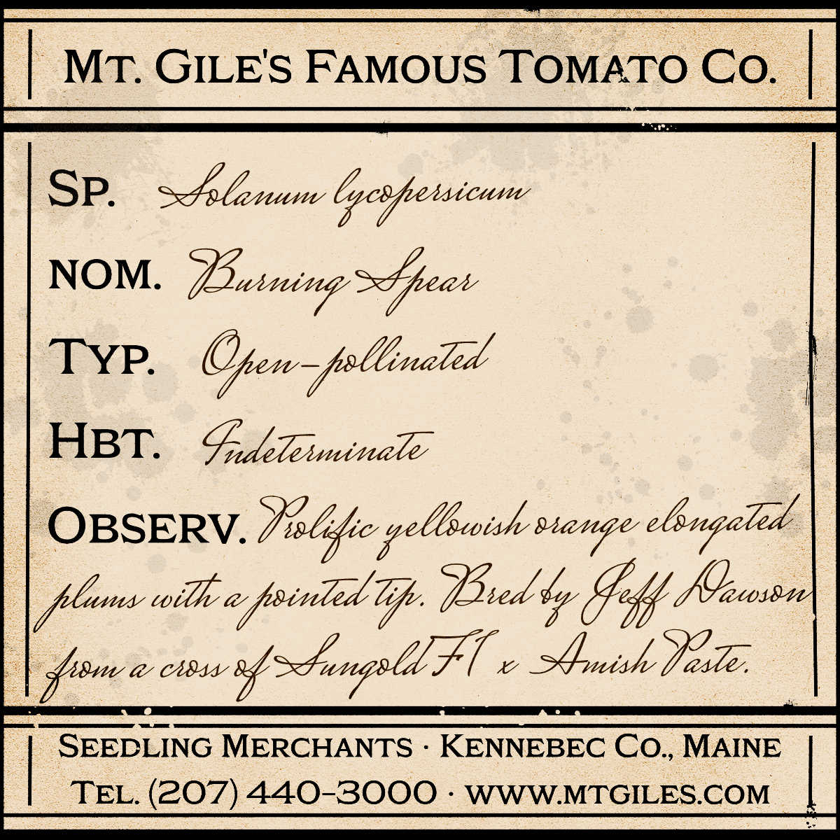 Depiction of a weathered vintage Mt. Gile's Famous Tomato Company specimen label with the following description: 

Burning Spear - Prolific yellowish orange elongated plums with a pointed tip. Bred by Jeff Dawson from a cross of Sungold F1 x Amish Paste.