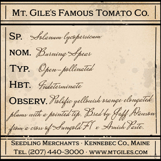 Depiction of a weathered vintage Mt. Gile's Famous Tomato Company specimen label with the following description: 

Burning Spear - Prolific yellowish orange elongated plums with a pointed tip. Bred by Jeff Dawson from a cross of Sungold F1 x Amish Paste.
