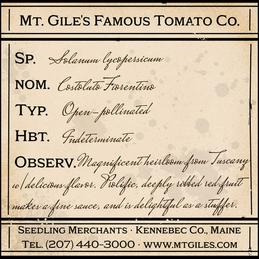 Depiction of a weathered vintage Mt. Gile's Famous Tomato Company specimen label with the following description: 

Costoluto Fiorentino - Magnificent heirloom from Tuscany with delicious flavor. Prolific, deeply ribbed red fruit makes a fine sauce, and is delightful as a stuffer.