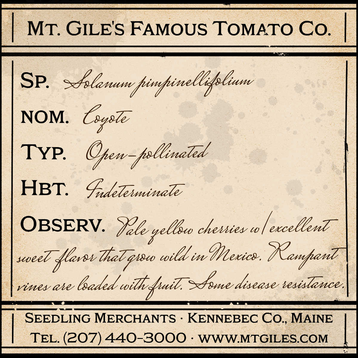 Depiction of a weathered vintage Mt. Gile's Famous Tomato Company specimen label with the following description: 

Coyote - Pale yellow cherries with excellent sweet flavor that grow wild in Mexico. Rampant vines are loaded with fruit. Some disease resistance.