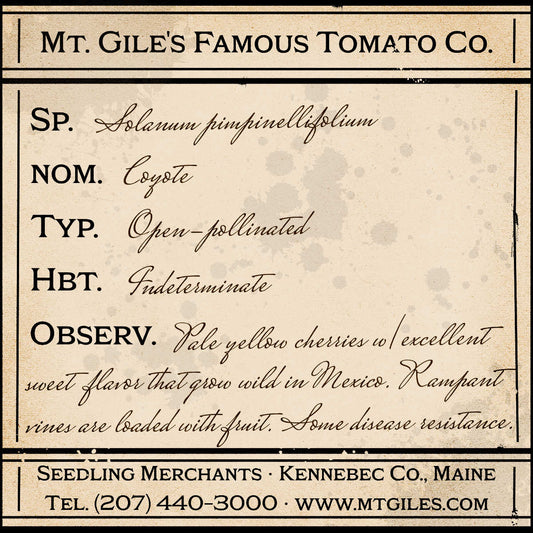 Depiction of a weathered vintage Mt. Gile's Famous Tomato Company specimen label with the following description: 

Coyote - Pale yellow cherries with excellent sweet flavor that grow wild in Mexico. Rampant vines are loaded with fruit. Some disease resistance.