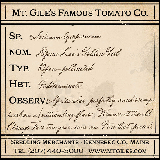 Depiction of a weathered vintage Mt. Gile's Famous Tomato Company specimen label with the following description: 

Djena Lee's Golden Girl - Spectacular, perfectly round orange heirloom with outstanding flavor. Winner at the old Chicago Fair ten years in a row. It is that special.
