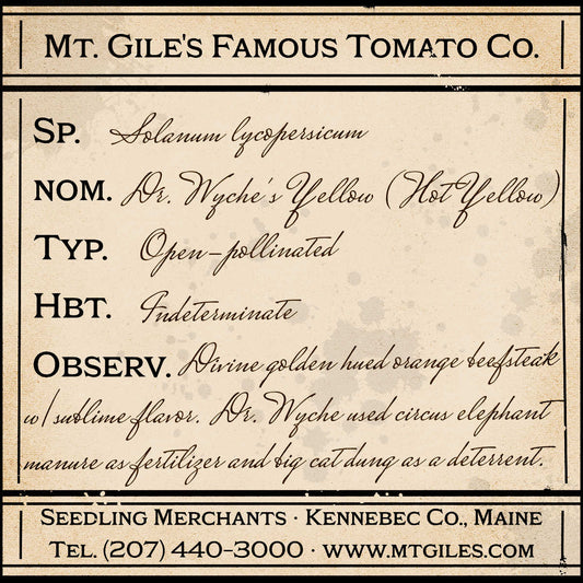 Depiction of a weathered vintage Mt. Gile's Famous Tomato Company specimen label with the following description: 

Dr. Wyche's Yellow - Divine golden hued orange beefsteak with sublime flavor. Dr. Wyche used circus elephant manure as fertilizer and big cat dung as a deterrent.