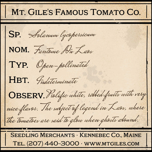 Depiction of a weathered vintage Mt. Gile's Famous Tomato Company specimen label with the following description: 

Fantome Du Laos - Prolific white, ribbed fruits with very nice flavor. The subject of legend in Laos, where the tomatoes are said to glow when ghosts abound.