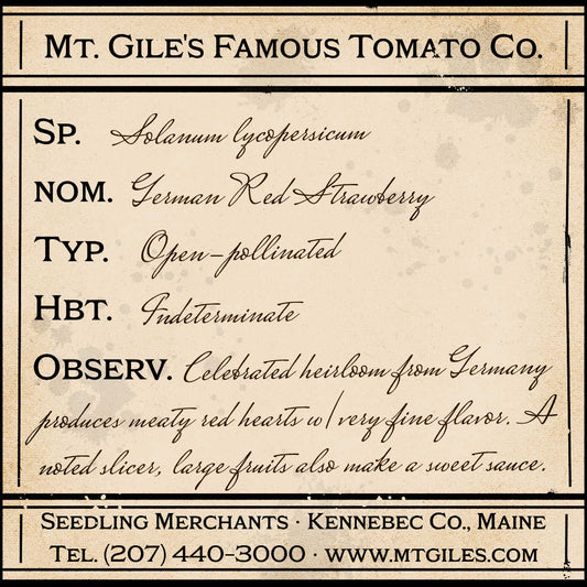 Depiction of a weathered vintage Mt. Gile's Famous Tomato Company specimen label with the following description: 

German Red Strawberry - Celebrated heirloom from Germany produces meaty red hearts with very fine flavor. A noted slicer, large fruits also make a sweet sauce.
