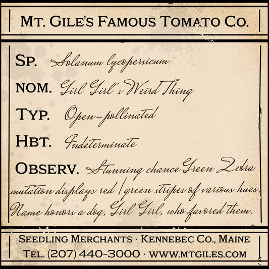 Depiction of a weathered vintage Mt. Gile's Famous Tomato Company specimen label with the following description: 

Girl Girl's Weird Thing - Stunning chance Green Zebra mutation displays red/green stripes of various hues. Name honors a dog, Girl Girl, who favored them.