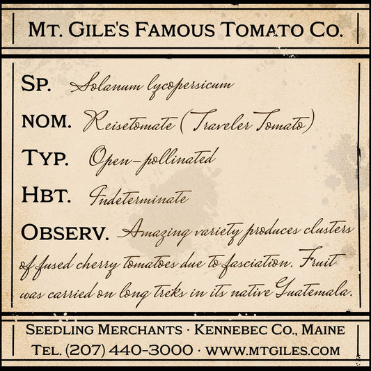 Depiction of a weathered vintage Mt. Gile's Famous Tomato Company specimen label with the following description: 

Reisetomate - Amazing variety produces clusters of fused cherry tomatoes due to fasciation. Fruit was carried on long treks in its native Guatemala.