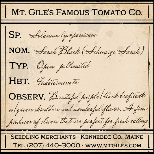 Depiction of a weathered vintage Mt. Gile's Famous Tomato Company specimen label with the following description: 

Sarah Black - Beautiful purple/black beefsteak with green shoulders and wonderful flavor. A fine producer of slicers that are perfect for fresh eating.