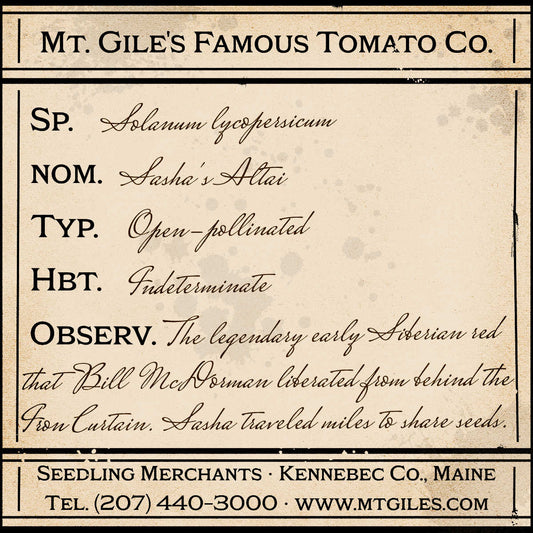 Depiction of a weathered vintage Mt. Gile's Famous Tomato Company specimen label with the following description: 

Sasha's Altai - The legendary early Siberian red that Bill McDorman liberated from behind the Iron Curtain. Sasha traveled miles to share seeds.