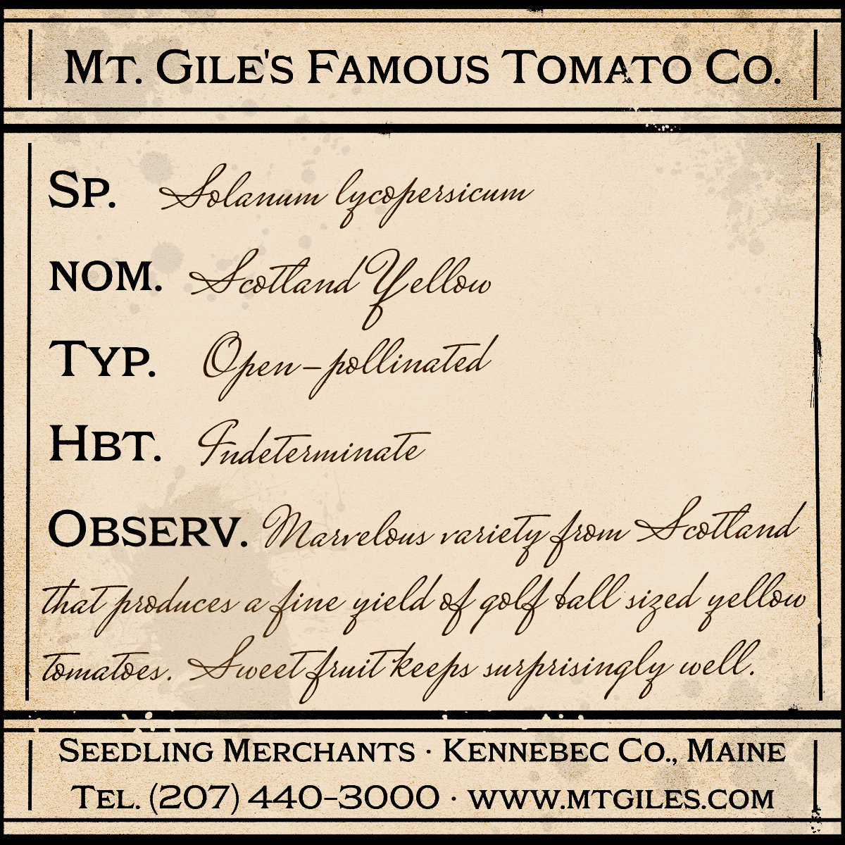 Depiction of a weathered vintage Mt. Gile's Famous Tomato Company specimen label with the following description: 

Scotland Yellow - Marvelous variety from Scotland that produces a fine yield of golf ball sized yellow tomatoes. Sweet fruit keeps surprisingly well.
