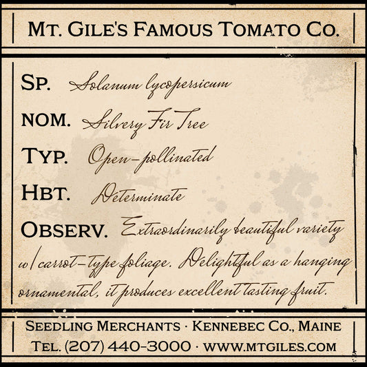 Depiction of a weathered vintage Mt. Gile's Famous Tomato Company specimen label with the following description: 

Silvery Fir Tree - Extraordinarily beautiful variety with carrot-type foliage. Delightful as a hanging ornamental, it produces excellent tasting fruit.