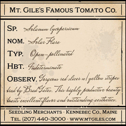 Depiction of a weathered vintage Mt. Gile's Famous Tomato Company specimen label with the following description: 

Solar Flare - Gorgeous red slicer with yellow stripes bred by Brad Gates. This highly productive beauty boasts excellent flavor and outstanding aesthetics.