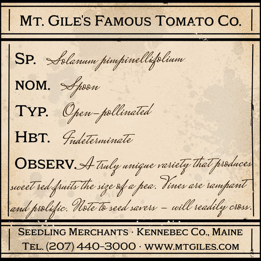 Depiction of a weathered vintage Mt. Gile's Famous Tomato Company specimen label with the following description: 

Spoon - A truly unique variety that produces sweet red fruits the size of a pea. Vines are rampant and prolific. Note to seed savers - will readily cross.