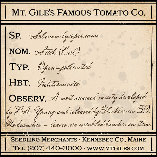 Depiction of a weathered vintage Mt. Gile's Famous Tomato Company specimen label with the following description: 

Stick - A most unusual variety developed by P.A. Young and released by Gleckler in 1959. No branches - leaves are wrinkled bunches on stem.