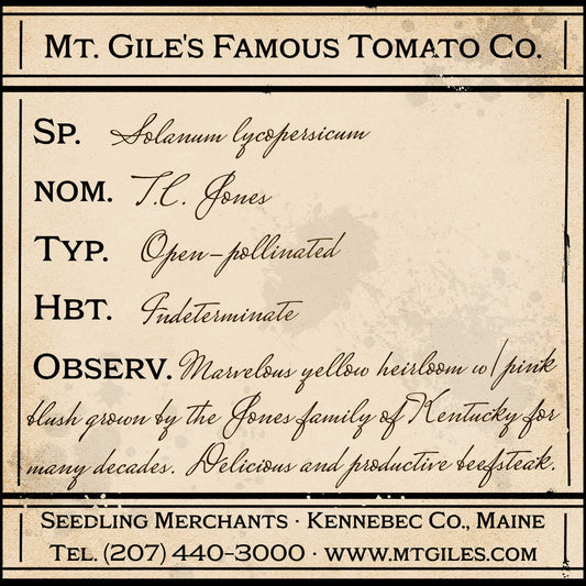 Depiction of a weathered vintage Mt. Gile's Famous Tomato Company specimen label with the following description: 

T.C. Jones - Depiction of a weathered vintage Mt. Gile's Famous Tomato Company specimen label with the following description: 

Marvelous yellow heirloom with pink blush grown by the Jones family of Kentucky for many decades. Delicious and productive beefsteak.